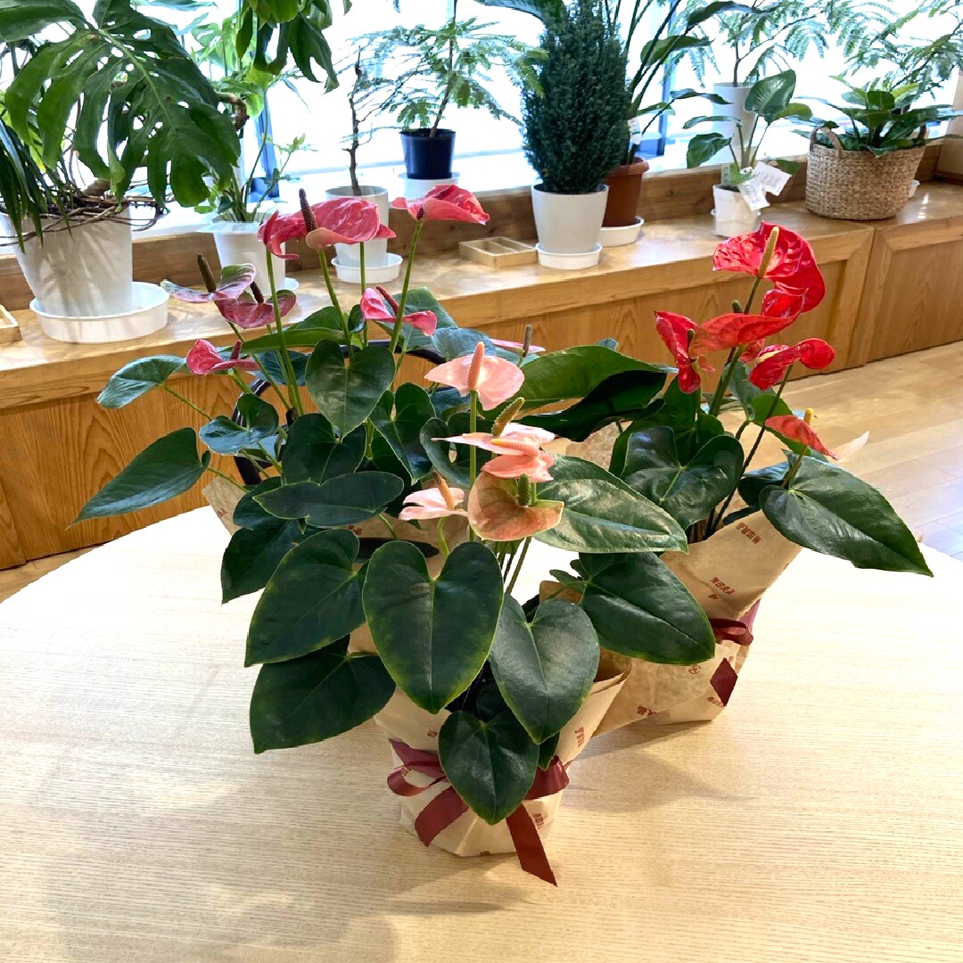 アンスリウムの画像