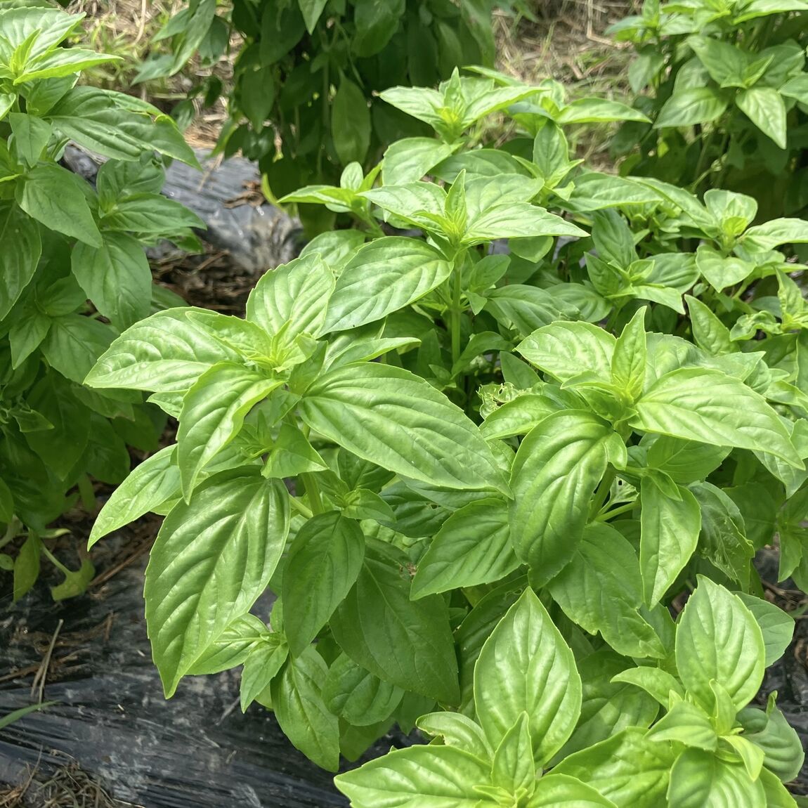 【ブルメール舞多聞】