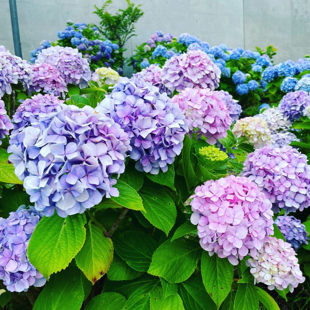 画像４　立夏