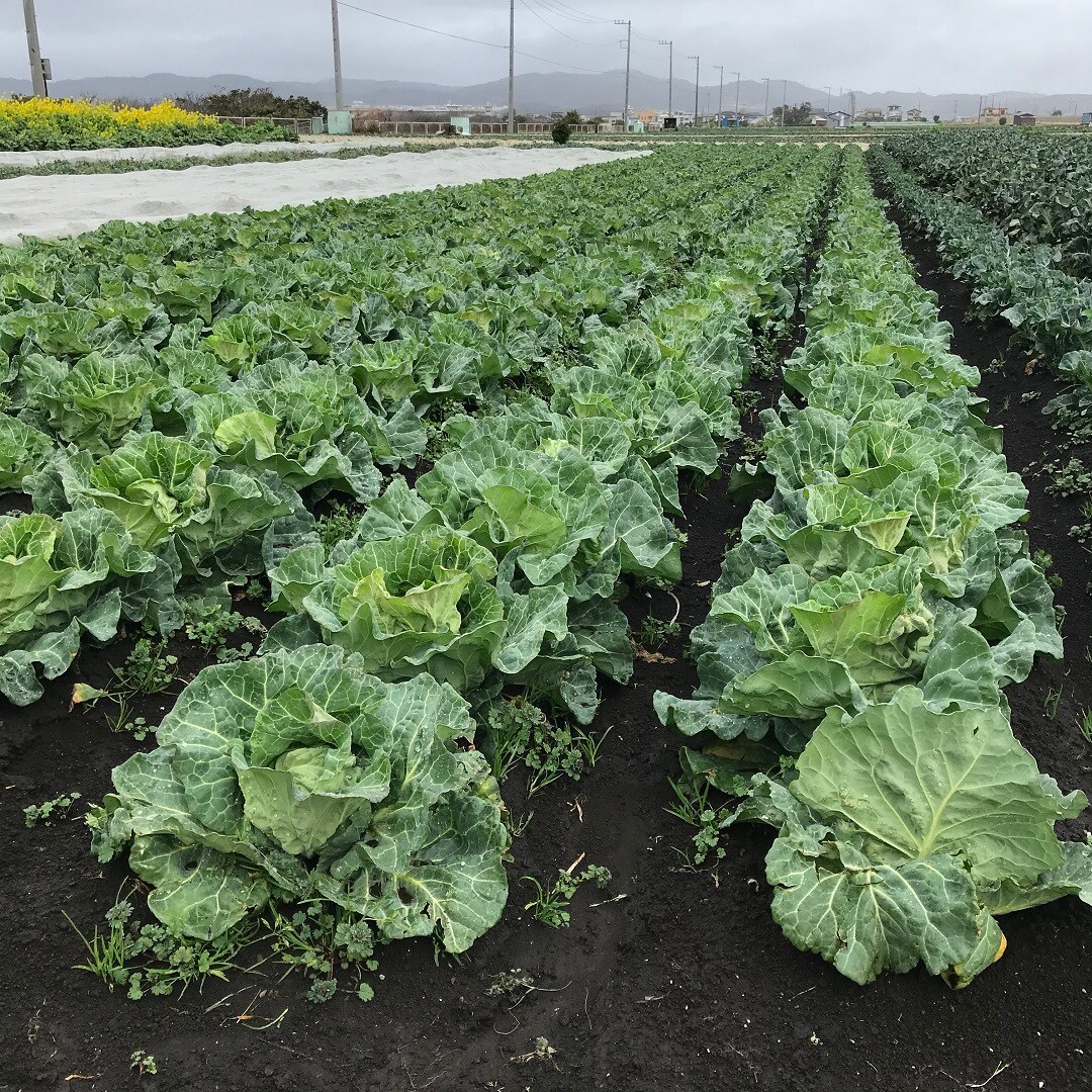 ラゾーナ川崎 地元直送野菜販売 春キャベツ 本春 と葉付き新玉ねぎ 無印良品