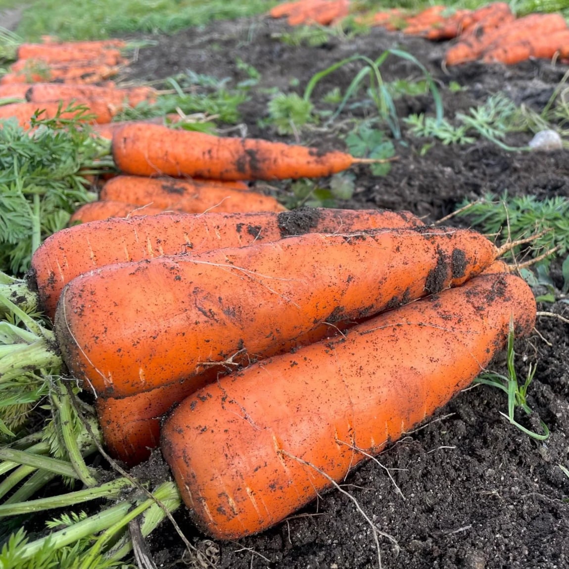 シャキシャキ畑でにんじんを収穫してみんなで食べよう！｜イベントのお知らせ 