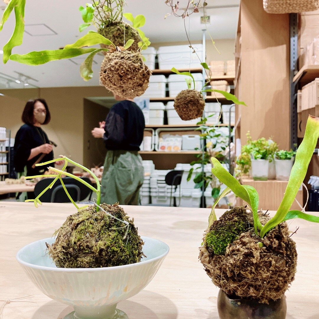 苔玉