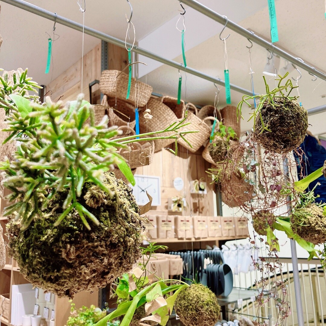 苔玉