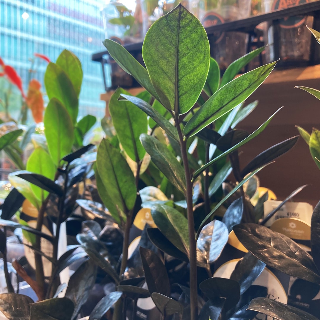 【マルエイガレリア】持ち帰りしやすい植物がたくさん入荷しました。