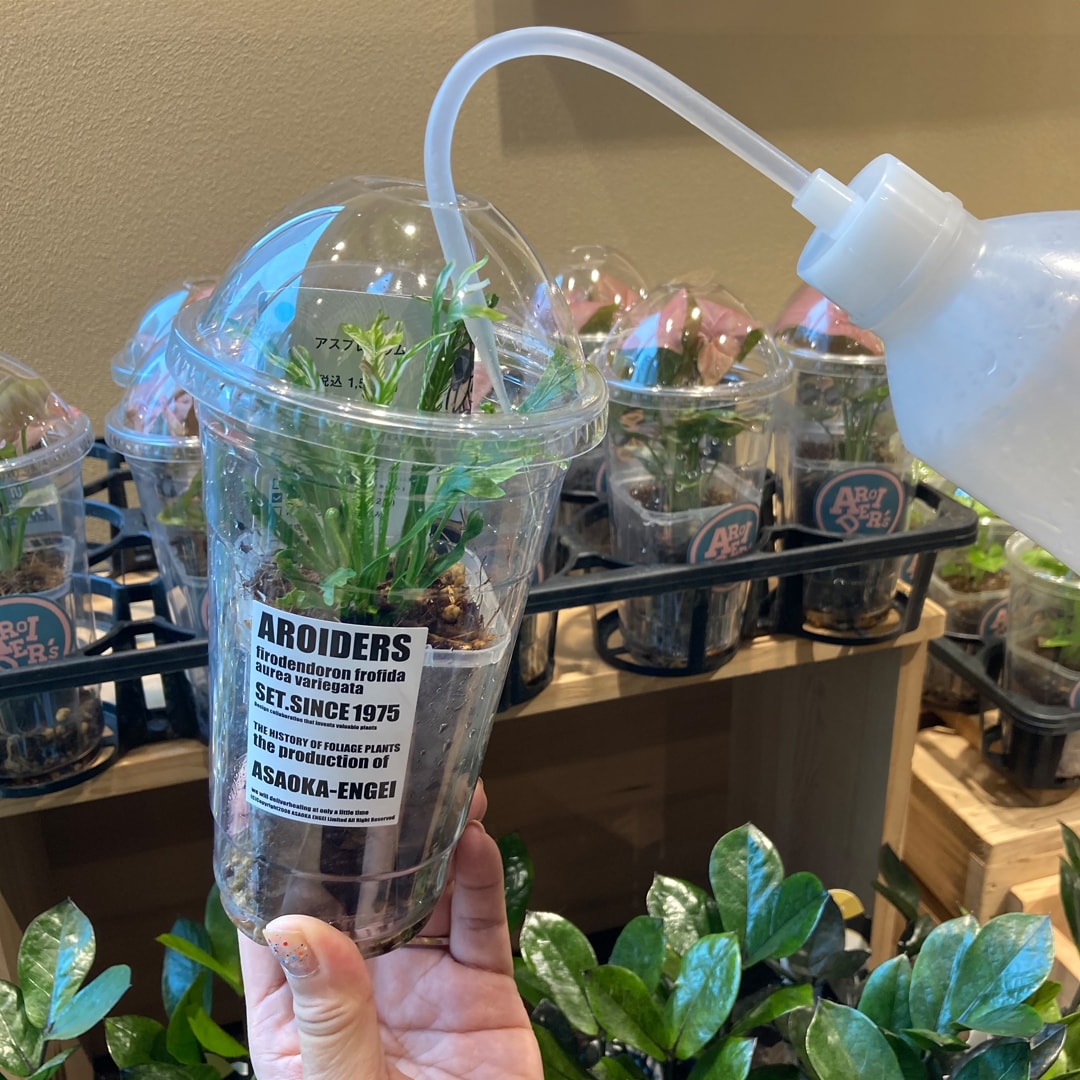 【マルエイガレリア】持ち帰りしやすい植物がたくさん入荷しました。