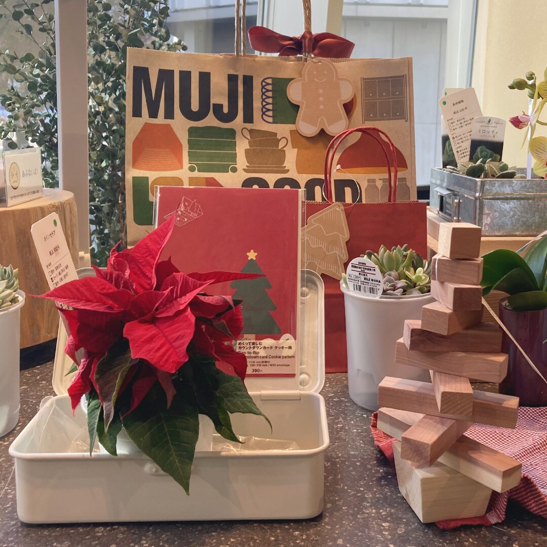 【マルエイガレリア】クリスマスのギフトにもおすすめの植物が入荷しました。