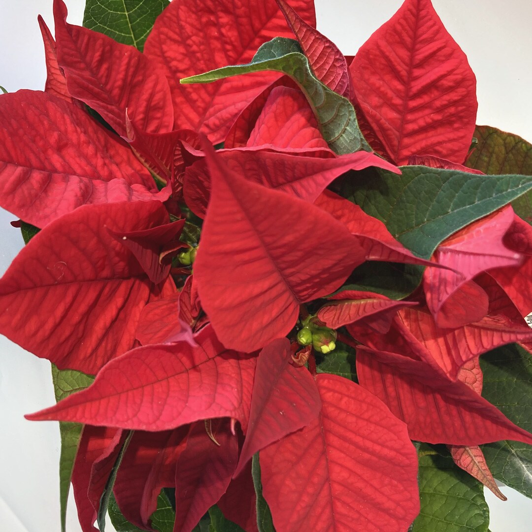 【マルエイガレリア】クリスマスのギフトにもおすすめの植物が入荷しました。