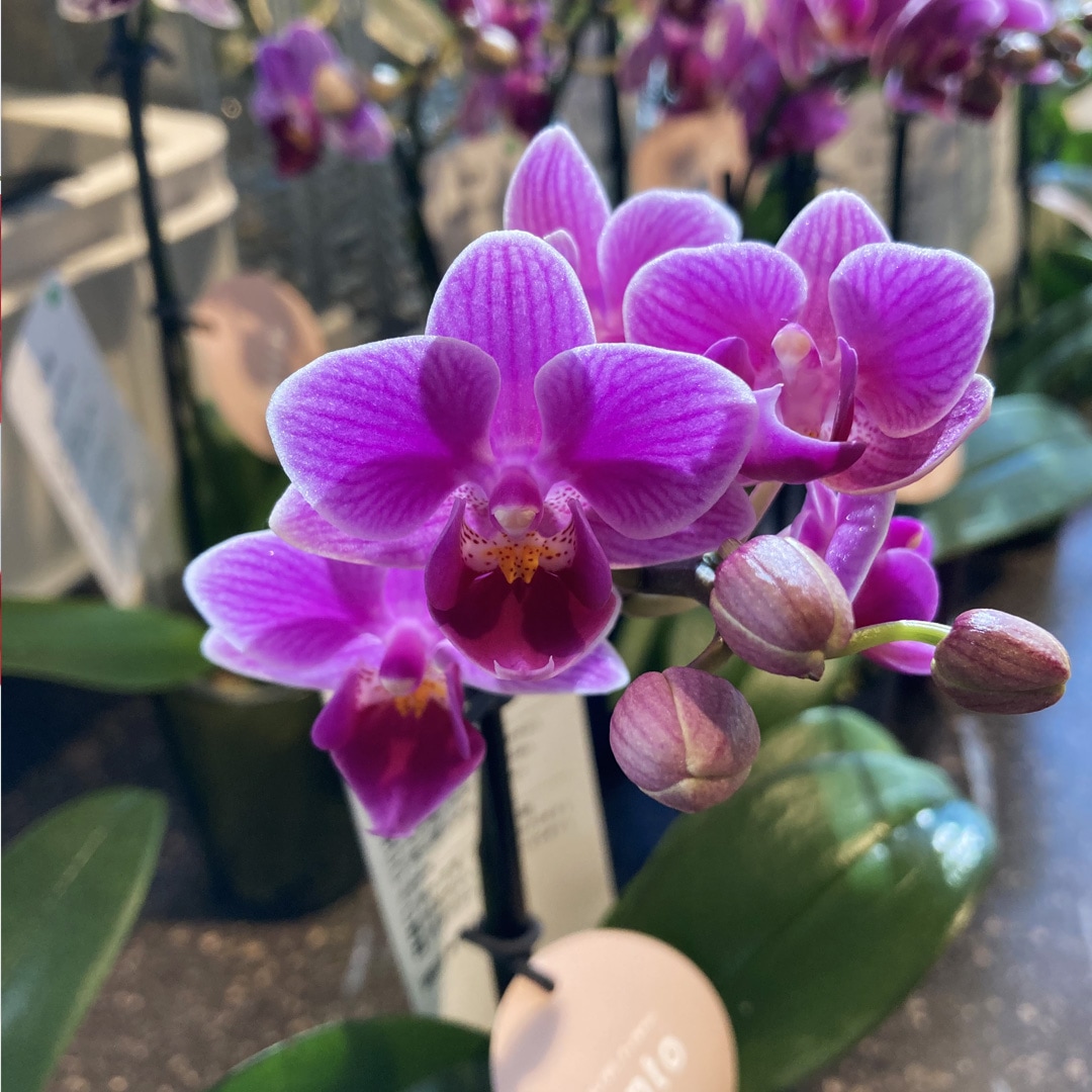 【マルエイガレリア】クリスマスのギフトにもおすすめの植物が入荷しました。