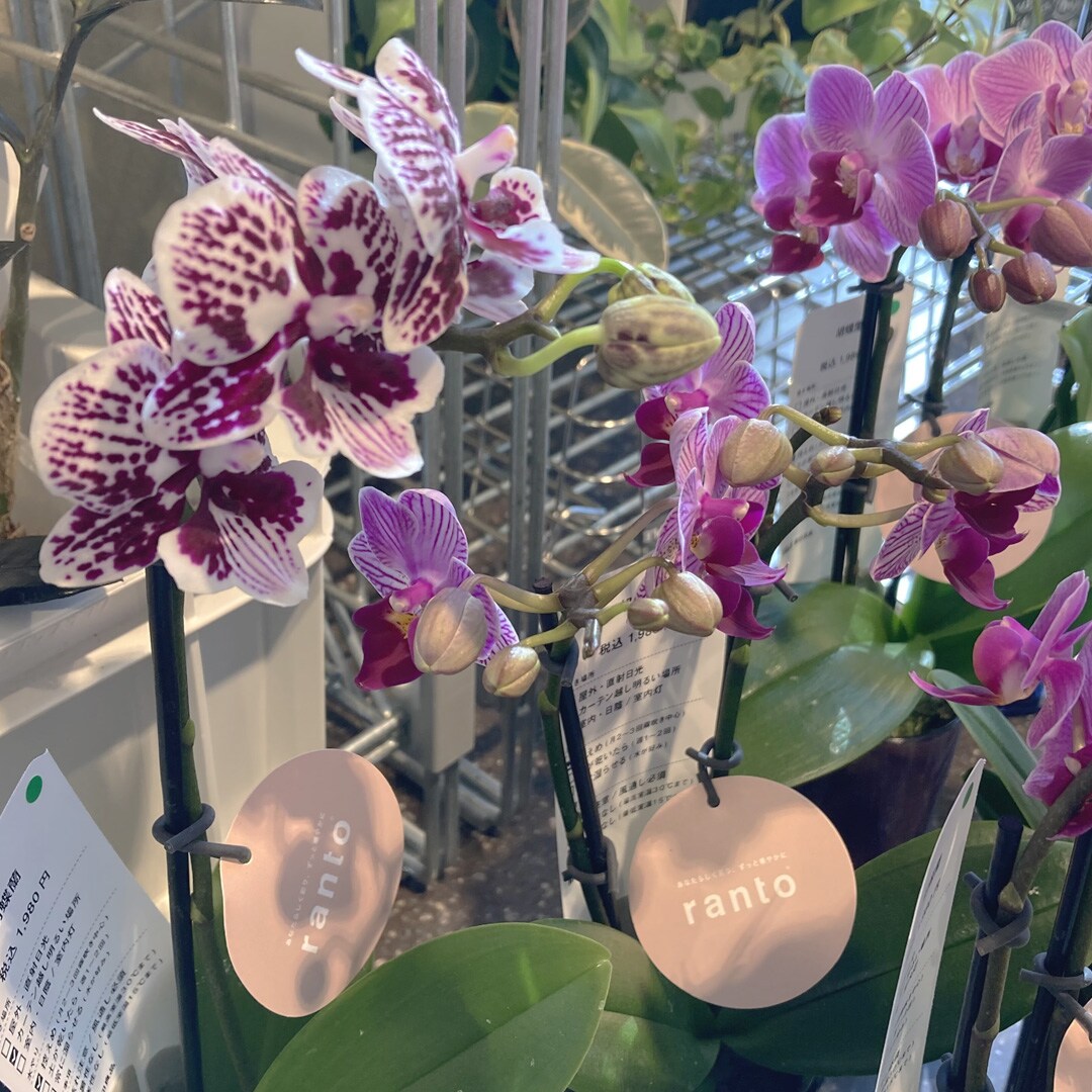 【マルエイガレリア】クリスマスのギフトにもおすすめの植物が入荷しました。