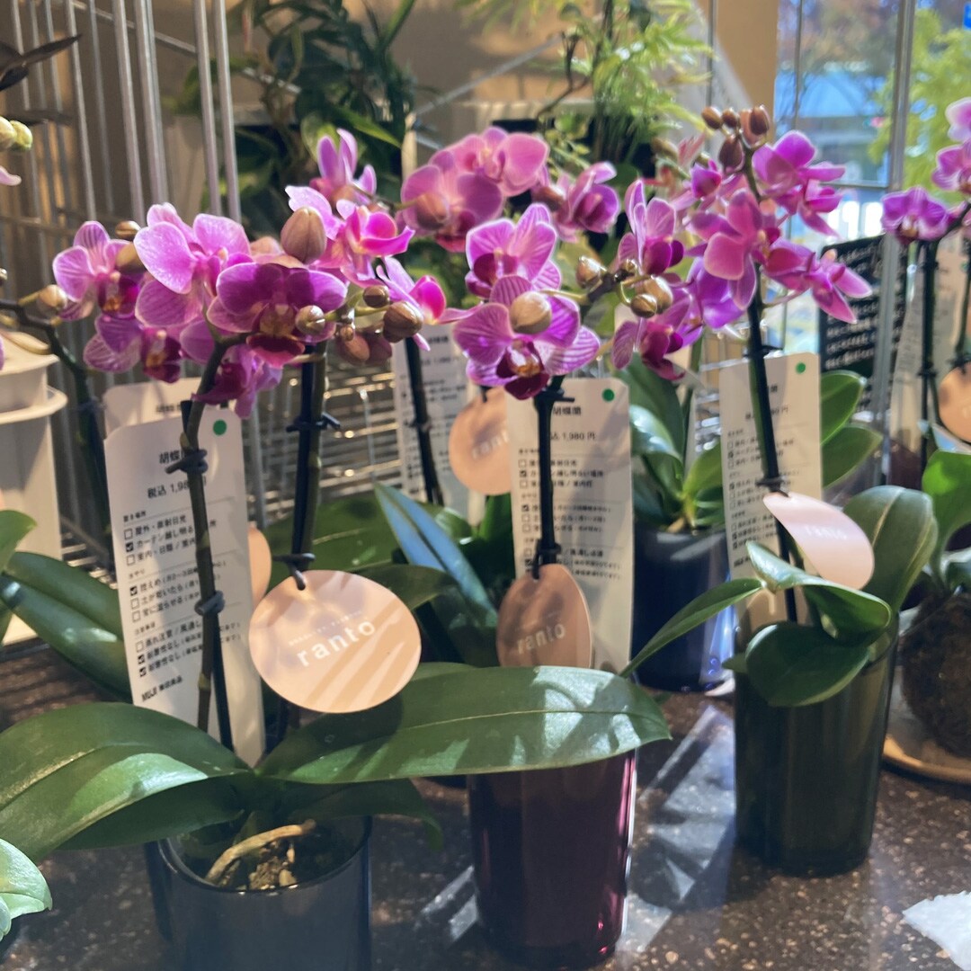 【マルエイガレリア】クリスマスのギフトにもおすすめの植物が入荷しました。