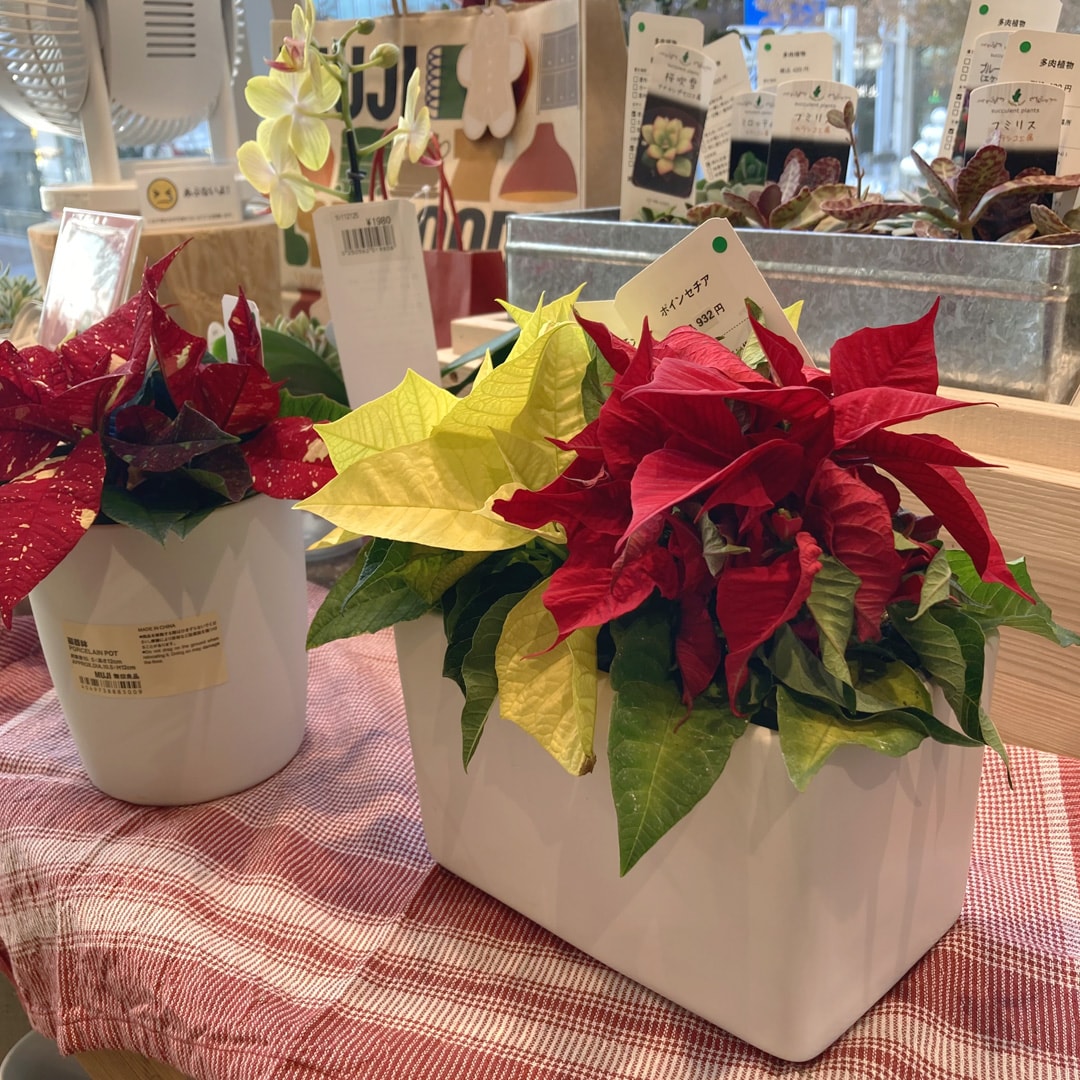 【マルエイガレリア】クリスマスのギフトにもおすすめの植物が入荷しました。
