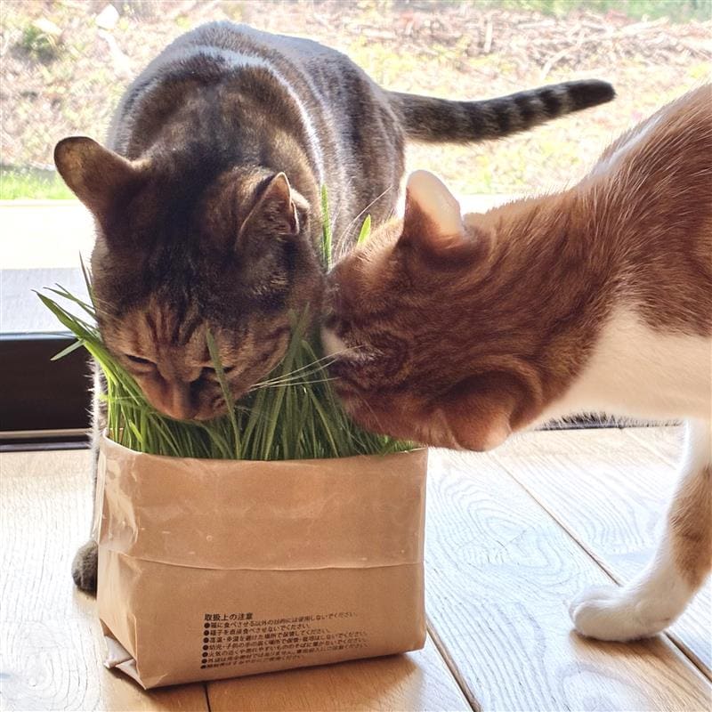 猫草