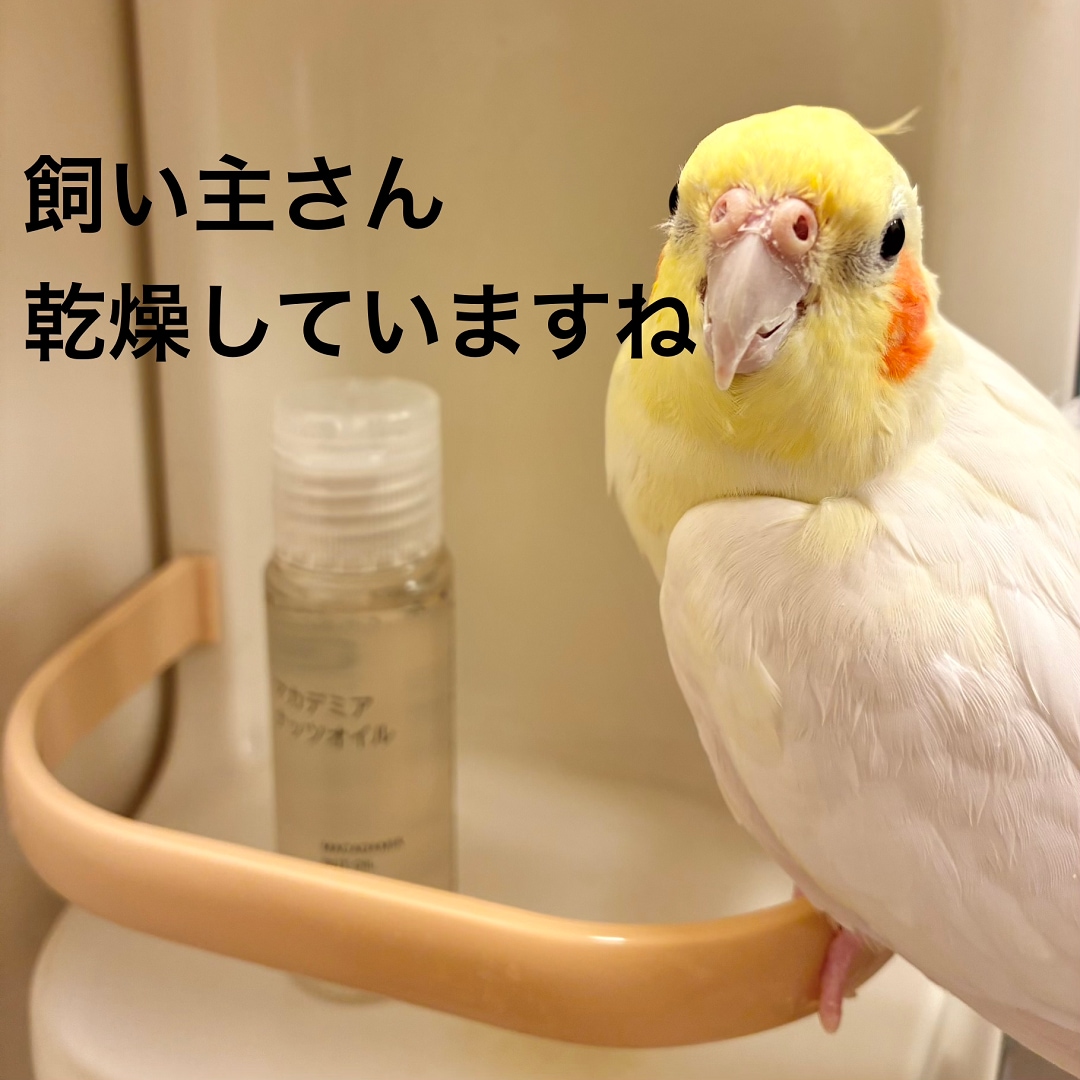 【静岡パルコ】飼い主さん乾燥してますねと言うピーちゃん