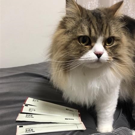 ねことおやつ