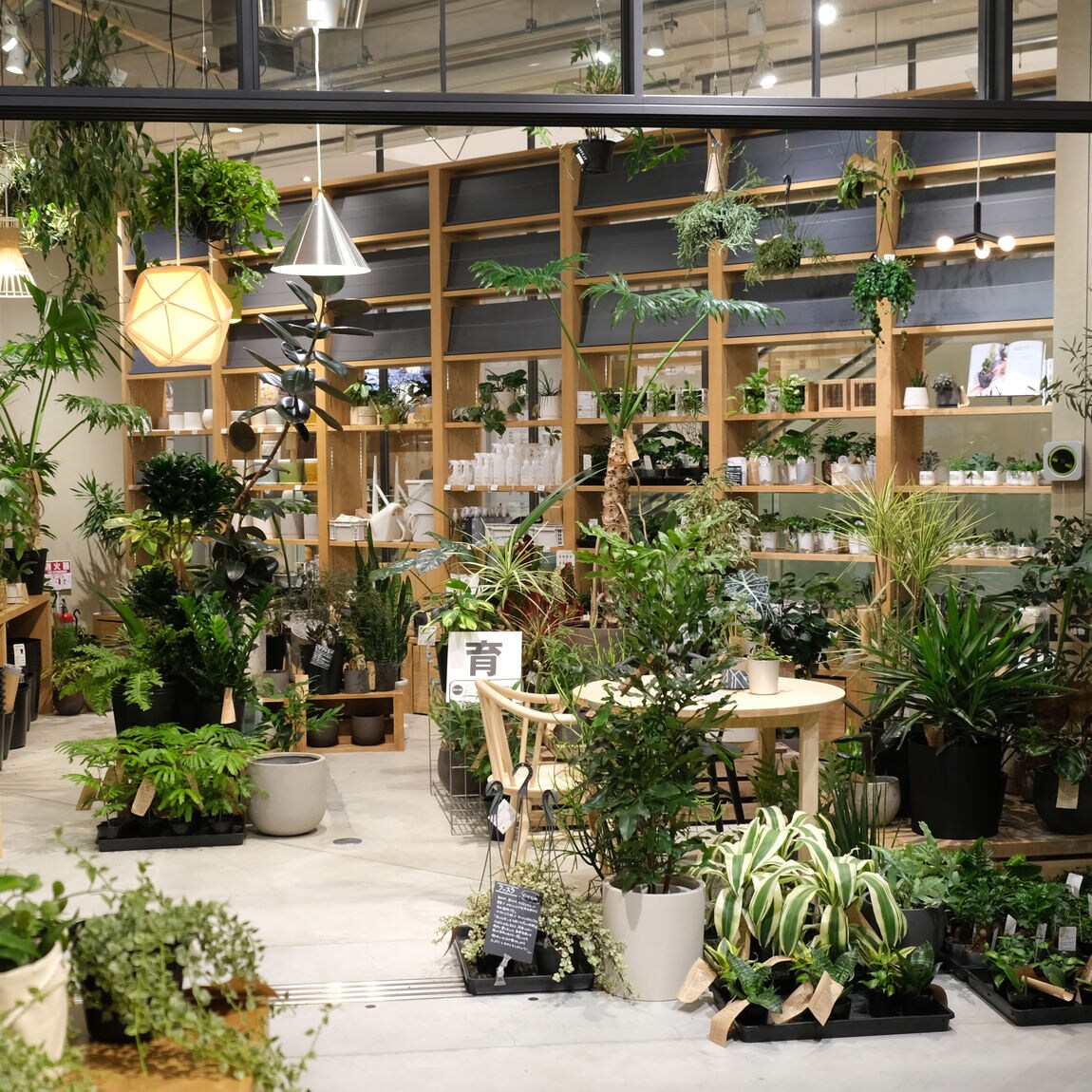 MUJI アルテシマ 13号 無印良品 観葉植物 ディスプレイ 雑貨 植木 MUJI アルテシマ 13号 無印良品 観葉植物 ディスプレイ 雑貨 植木
