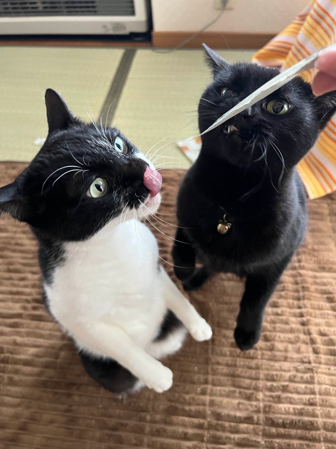 ごはん