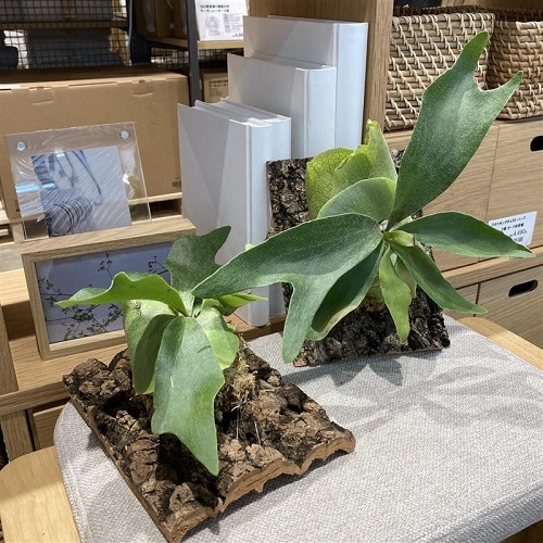 ワークショップ作品
