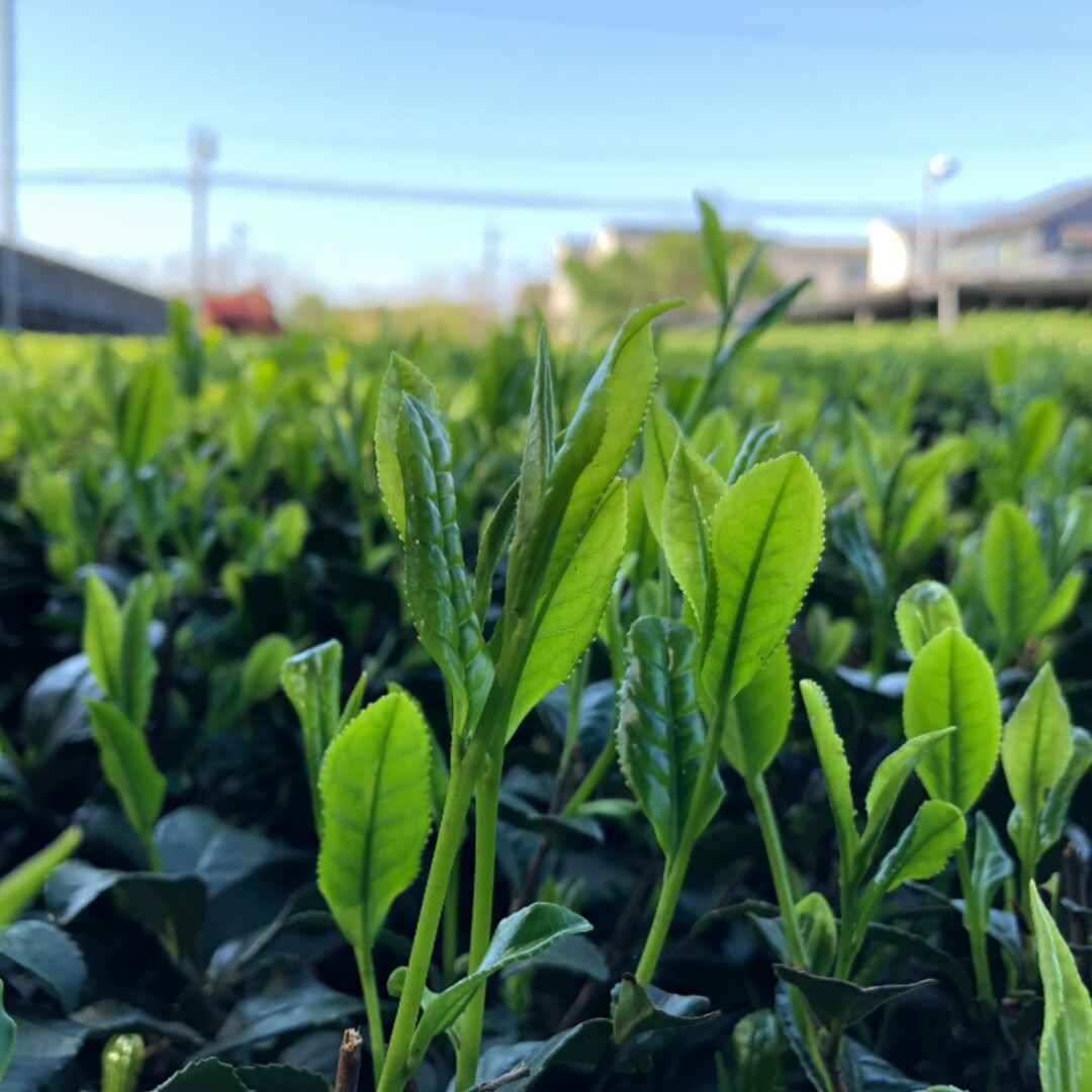 茶畑