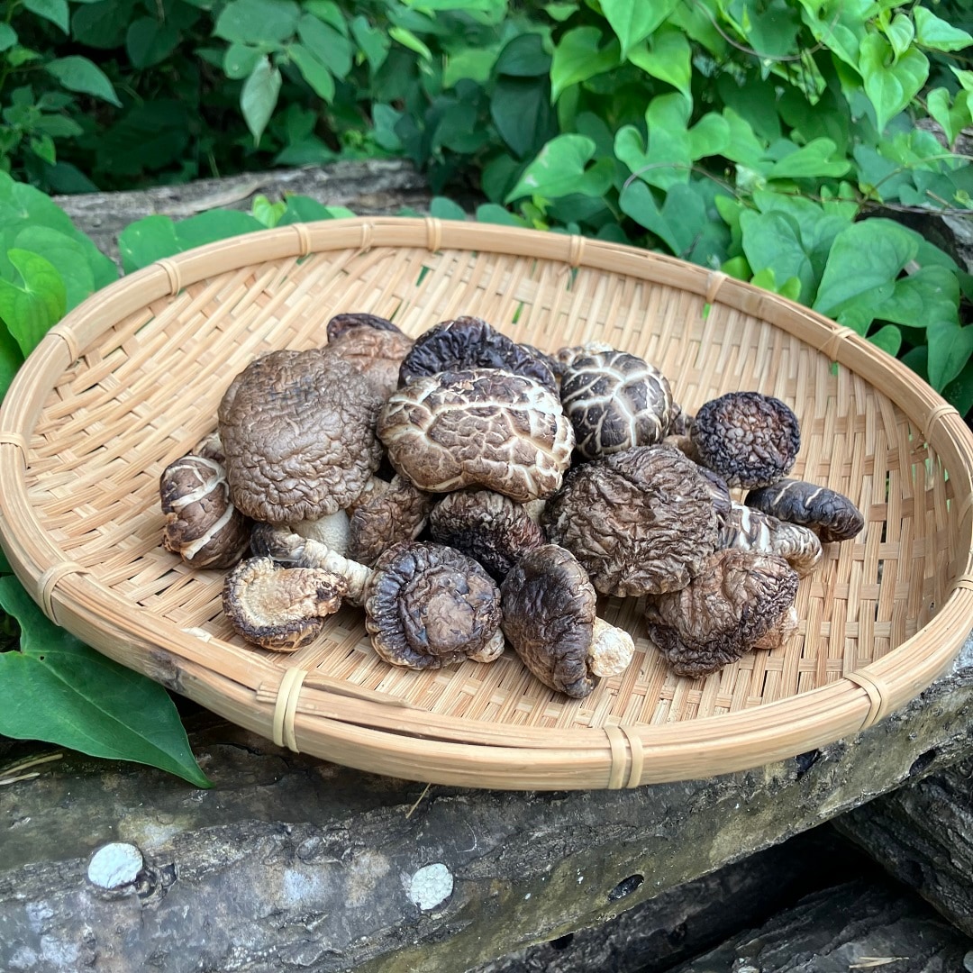 原木椎茸の写真