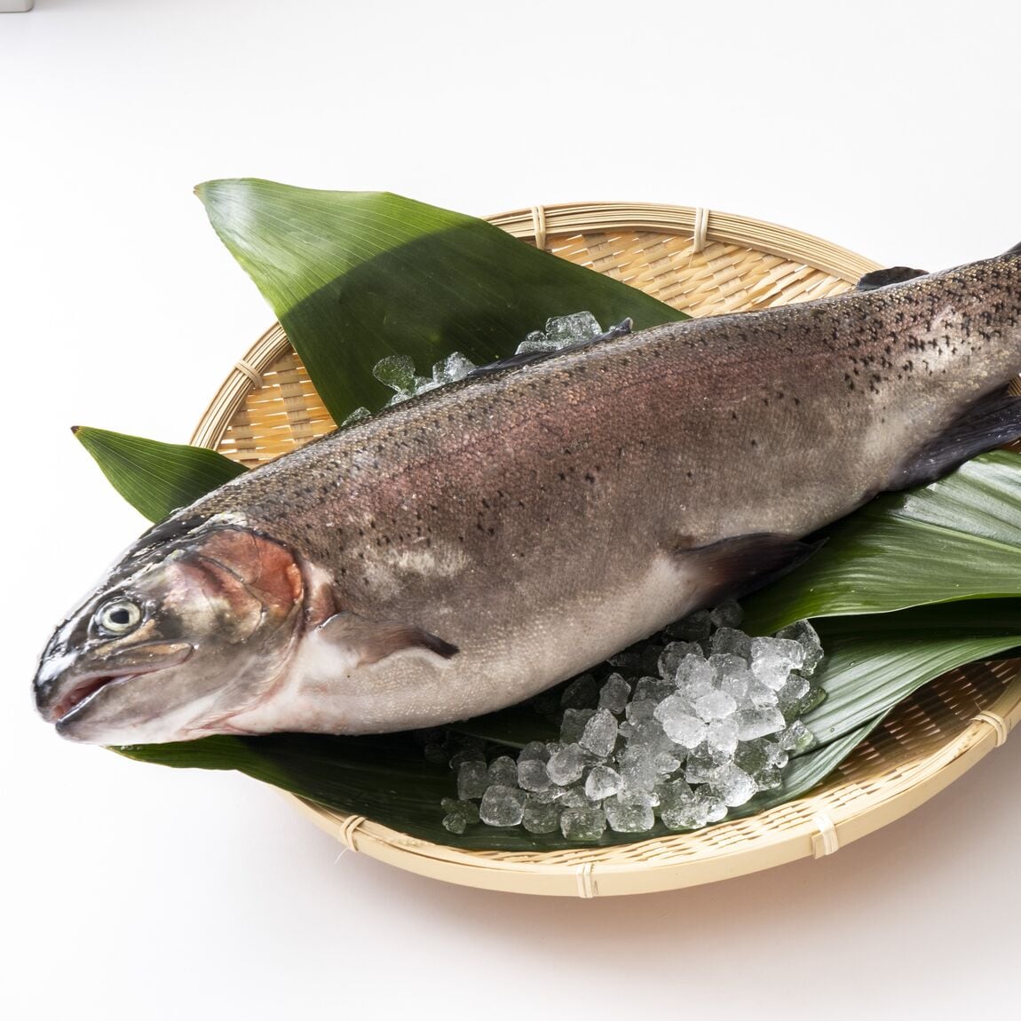 【京都山科】陸上養殖ってなんだ｜陸上養殖フェア第3弾