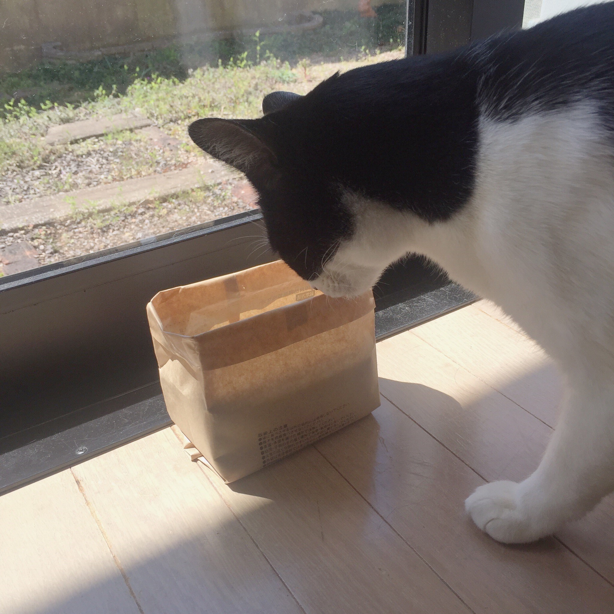猫草2