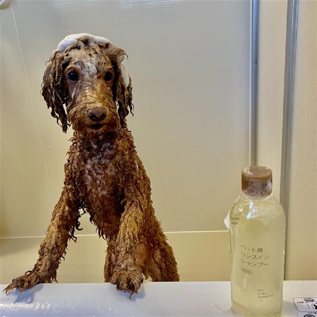 犬