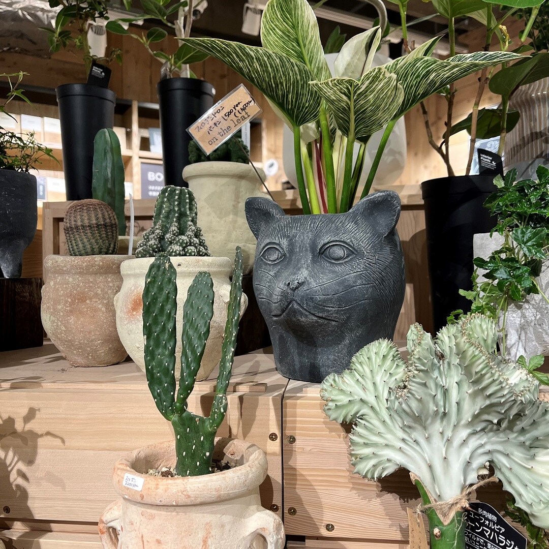 【天神ショッパーズ福岡】4/29-30「暮らしを楽しむ」植物のある毎日を。