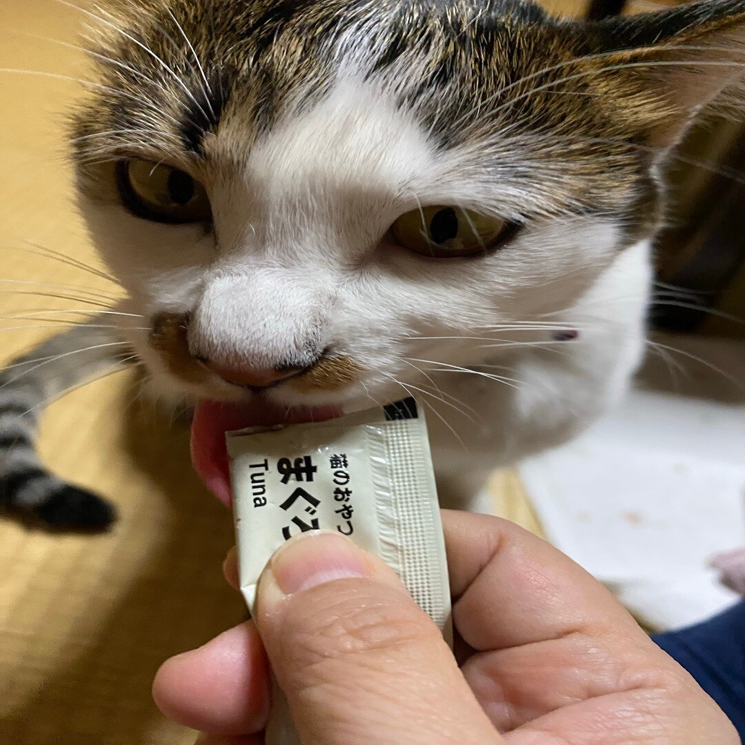 まぐろピューレ