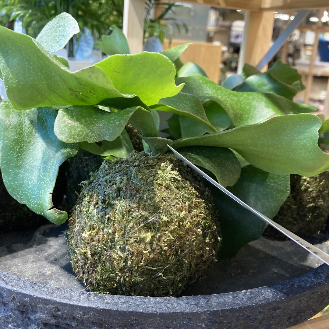 【マルエイガレリア】新しいグリーンが入荷しました