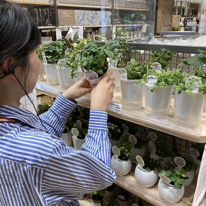 【堅田】スタッフが観葉植物を育てています