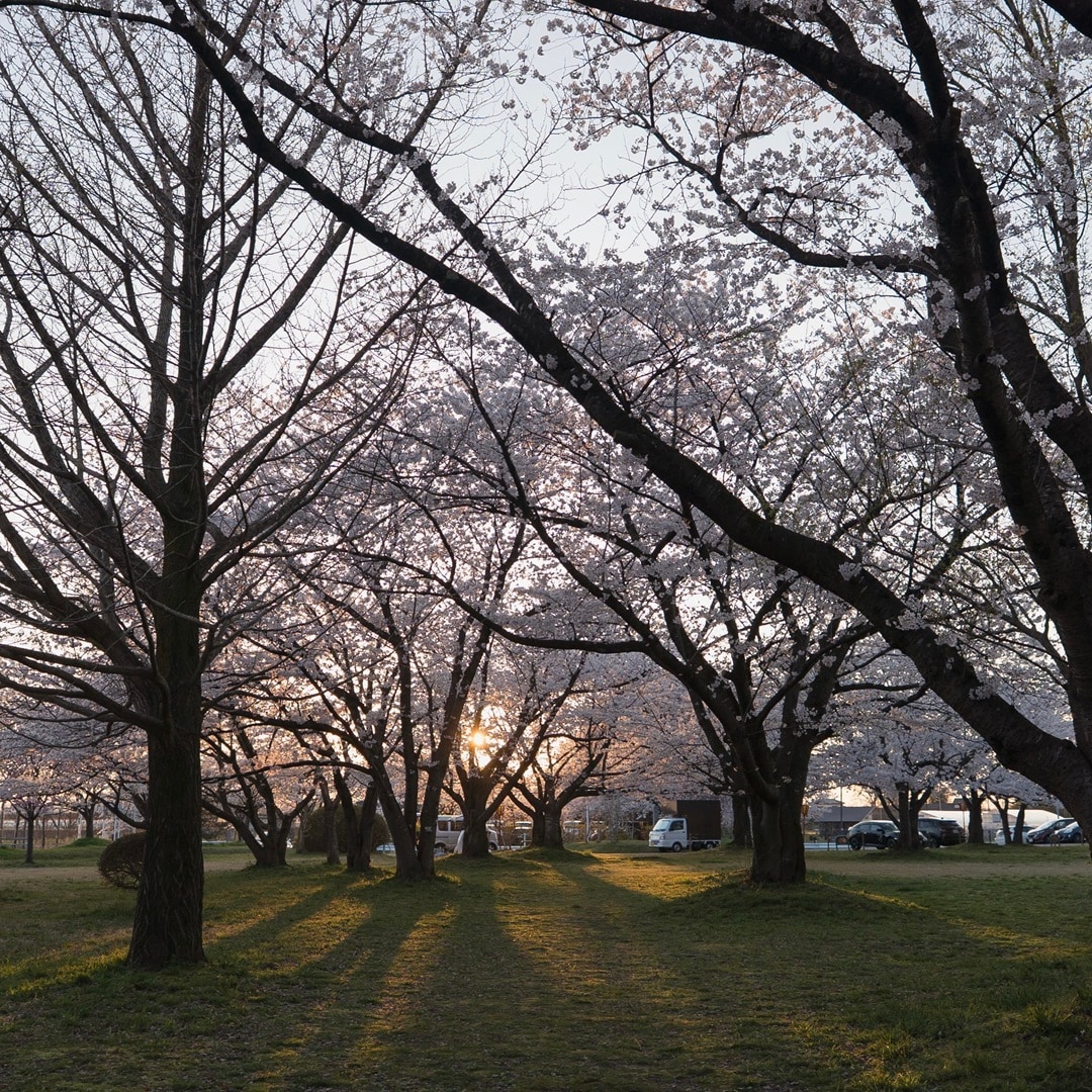 【イオンモール新発田】加治川桜まつり