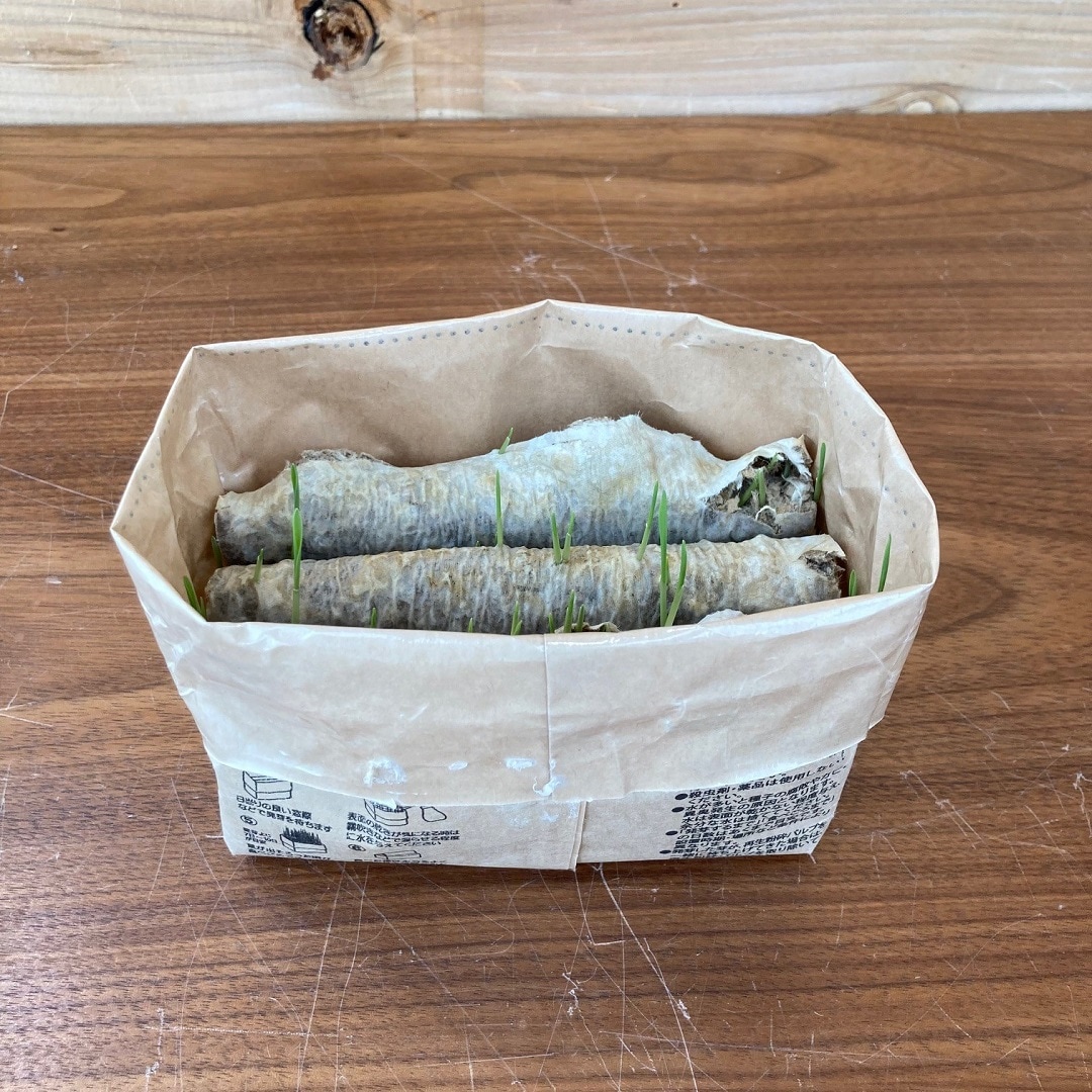 【COCOSA熊本】　土を使わない猫草栽培セットを育ててみました（２）