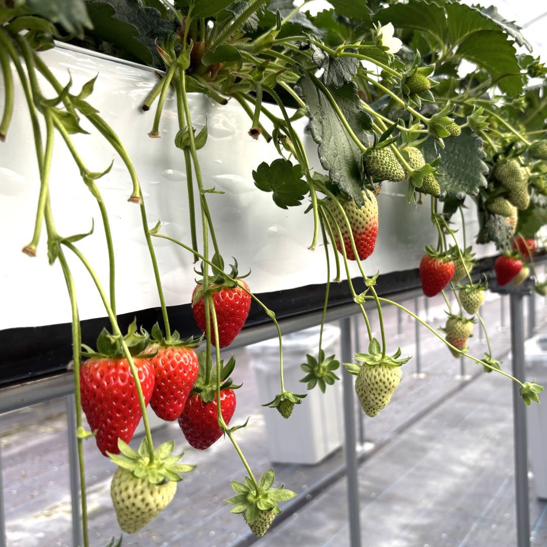 【堺北花田】産直うまいもん市開催中｜青果売場から