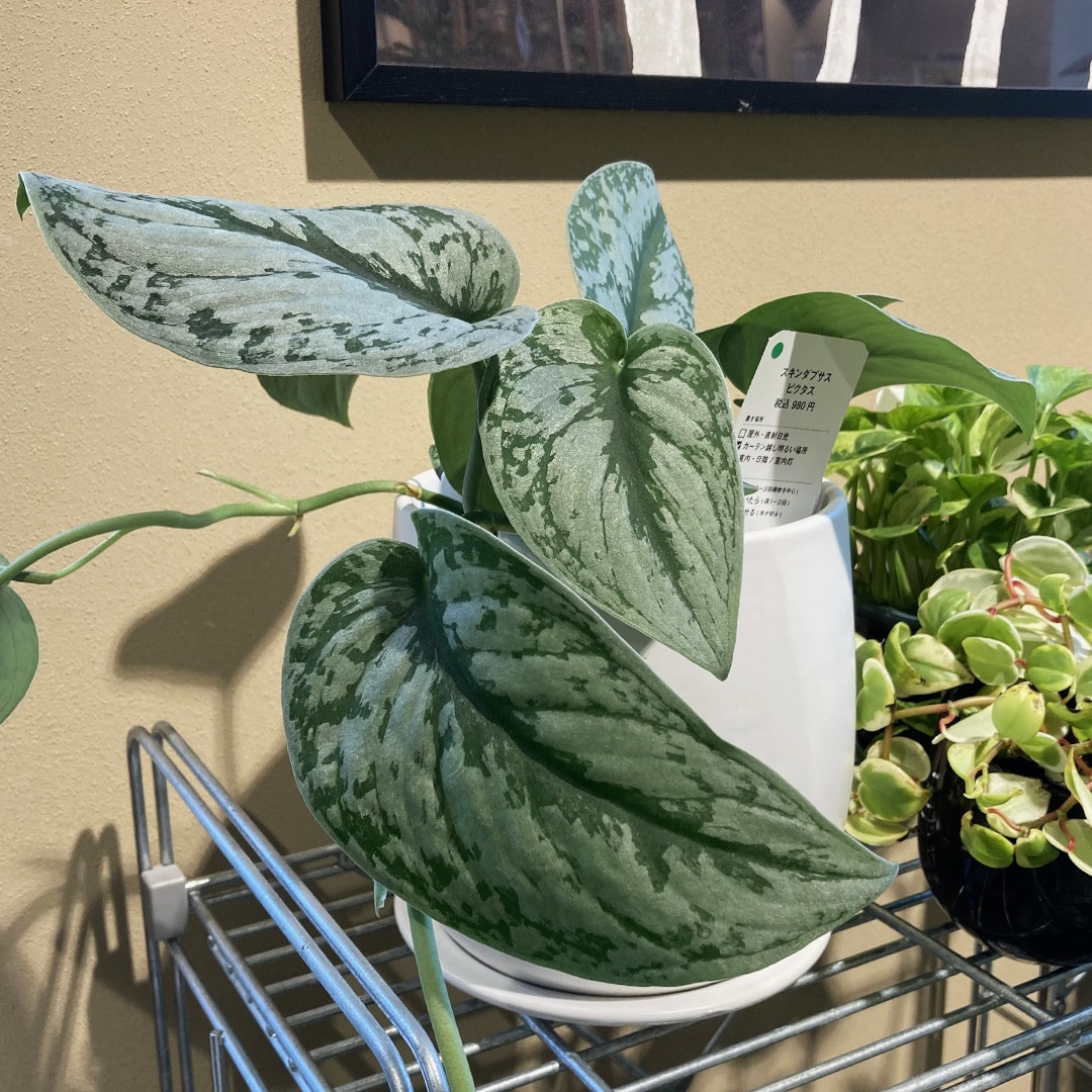 【マルエイガレリア】新しいグリーンが入荷しました