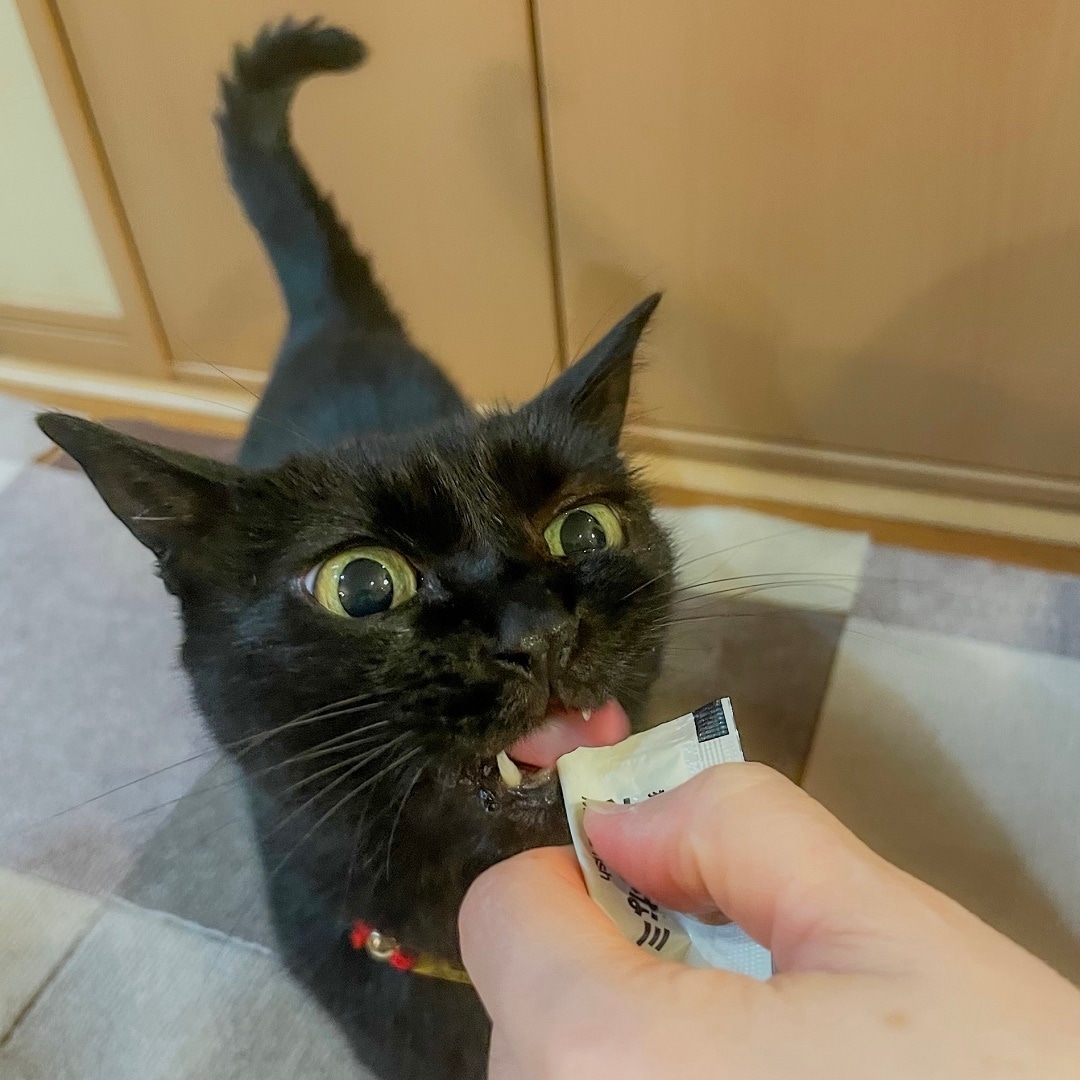 ねこちゃん