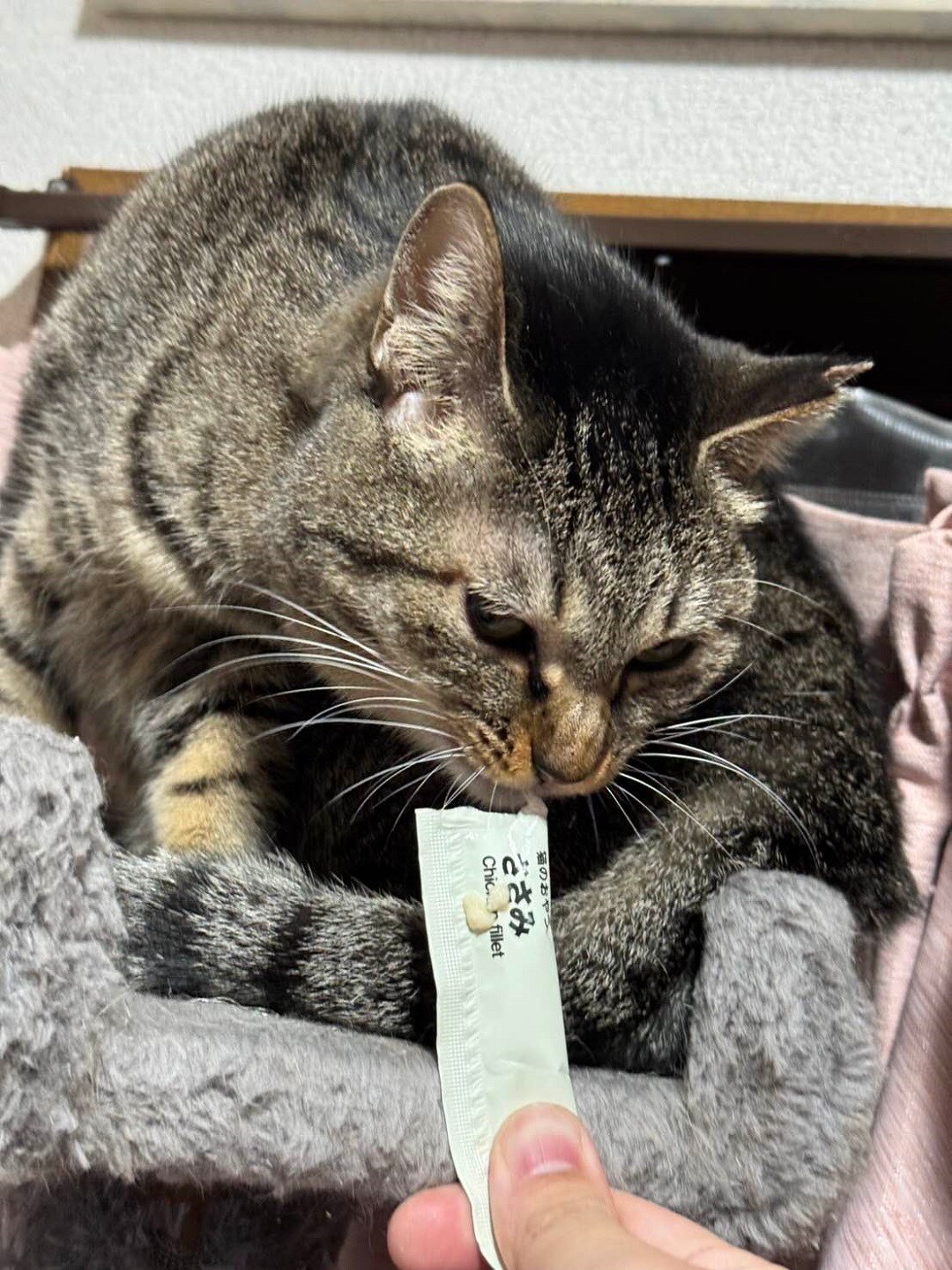 ねこ