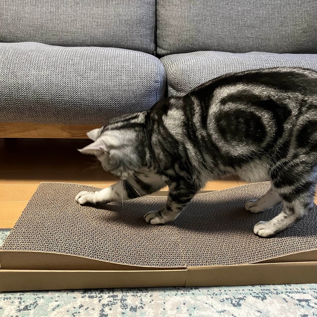 neko2