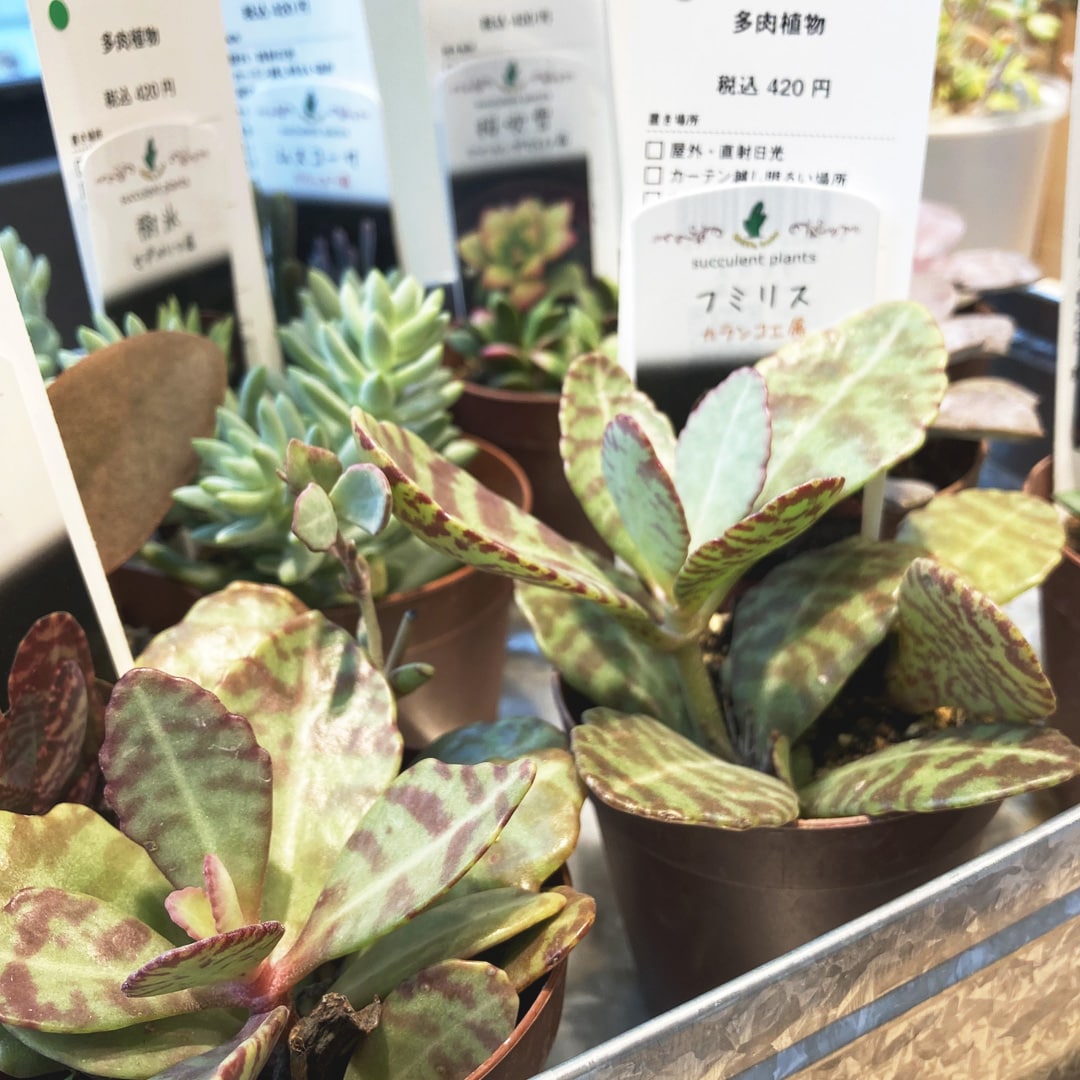 【マルエイガレリア】新しいグリーンが入荷しました