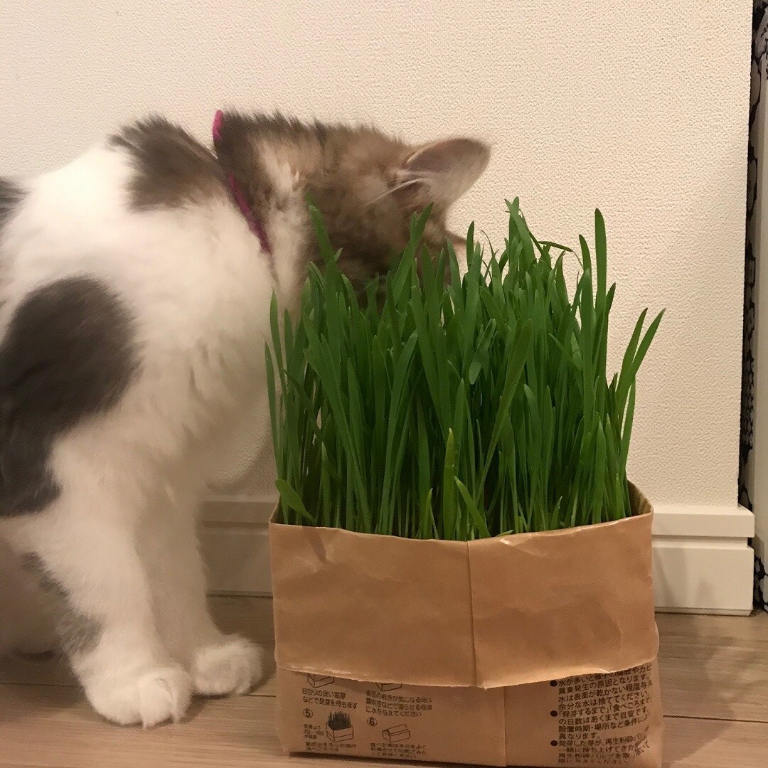 【ザモール仙台長町】　猫と猫草