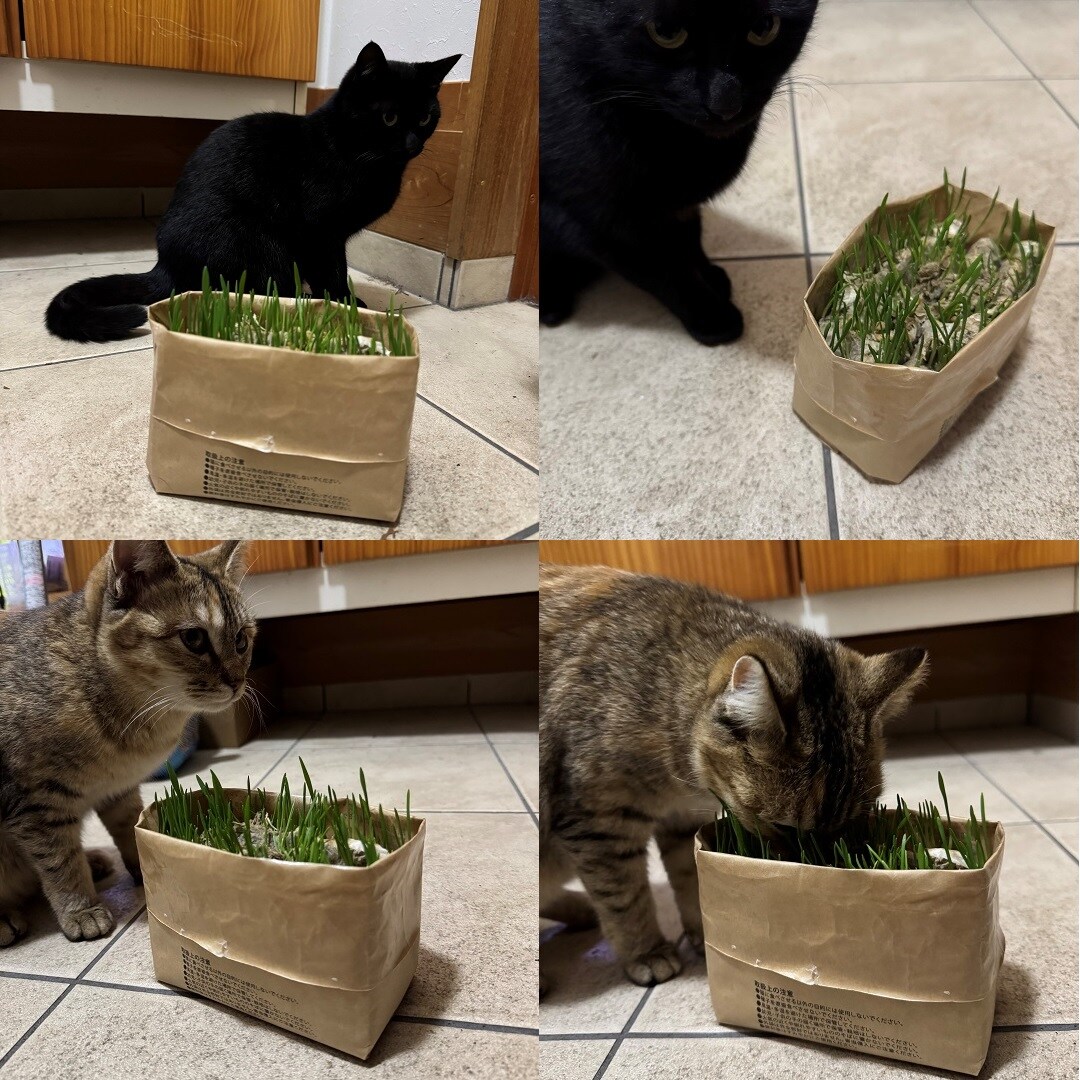 食べる