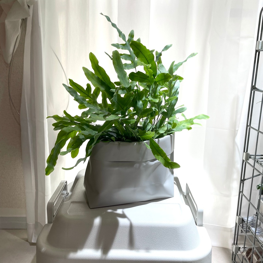 【キャナルシティ博多】植物とくらす_9b5Eb2