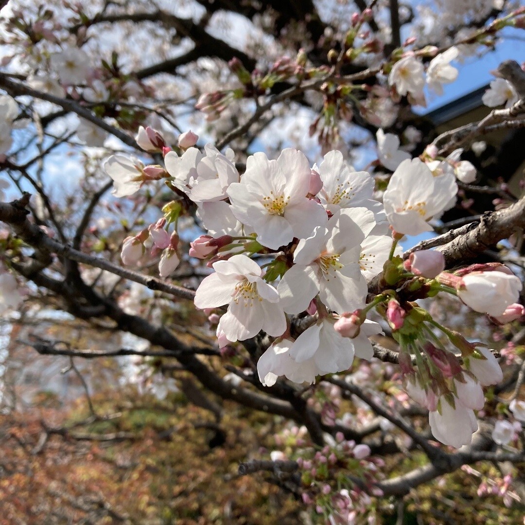 桜の花をお裾分け