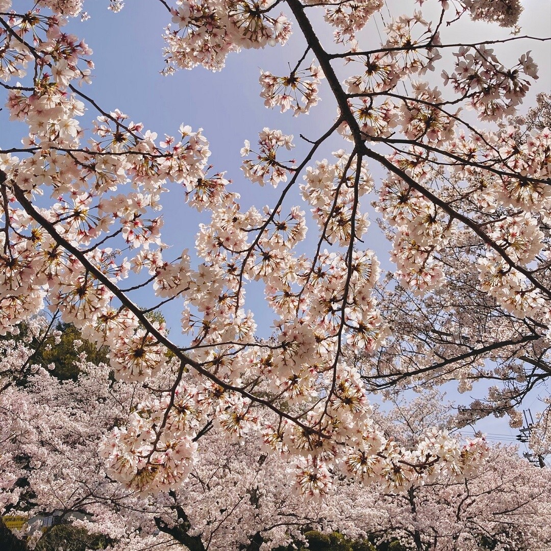 青空と満開の桜