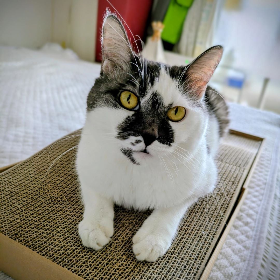 爪とぎベッドと猫の画像