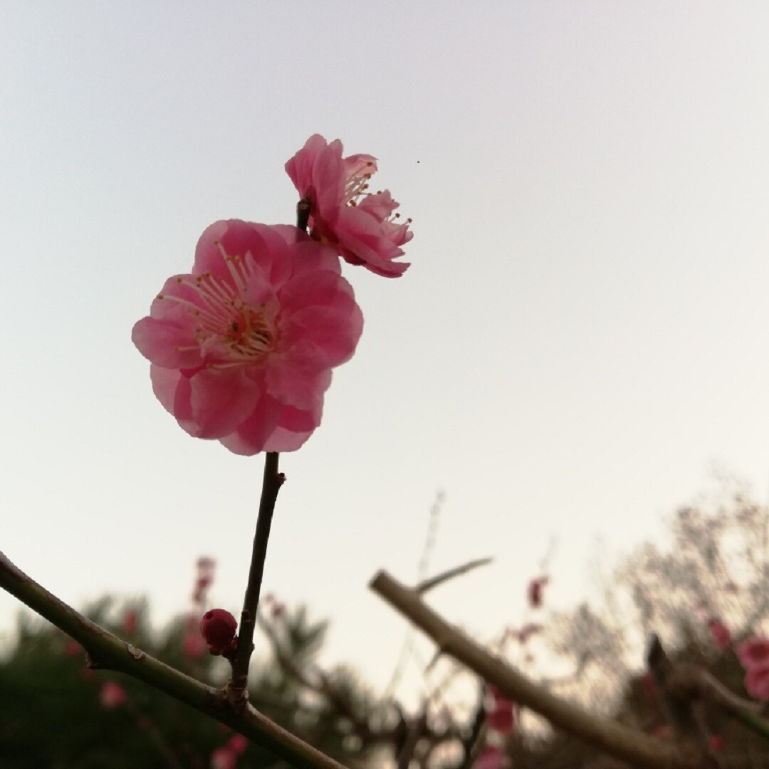 梅の花