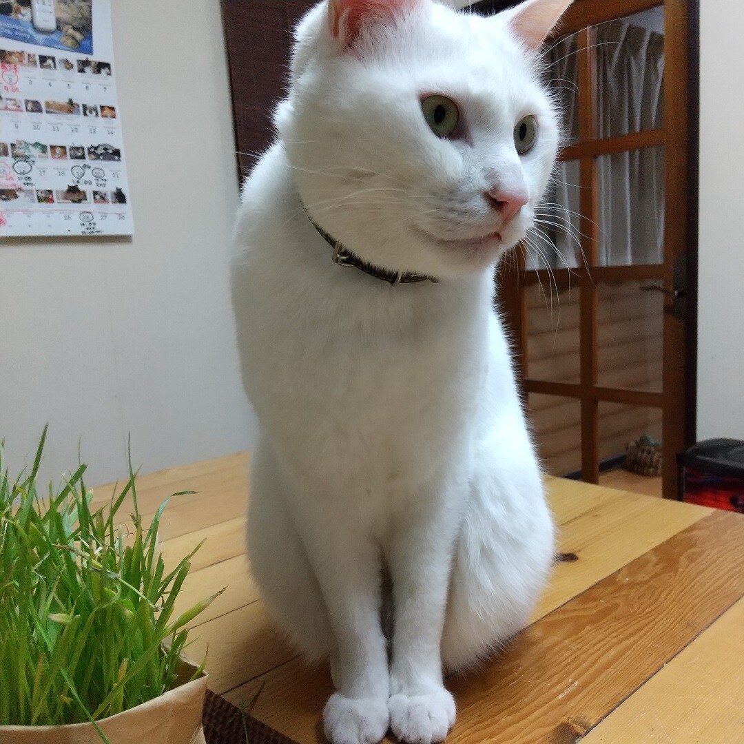 ねこ