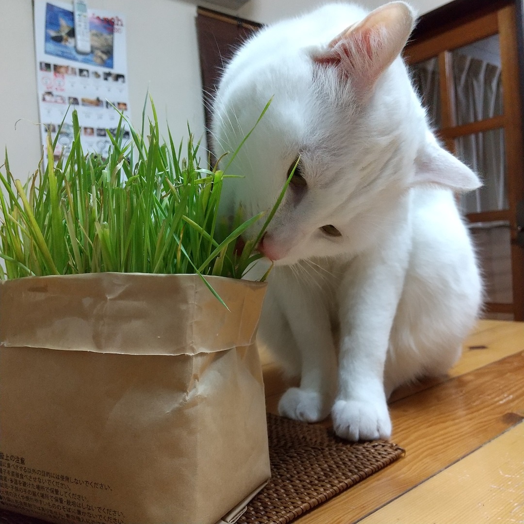 ねこ