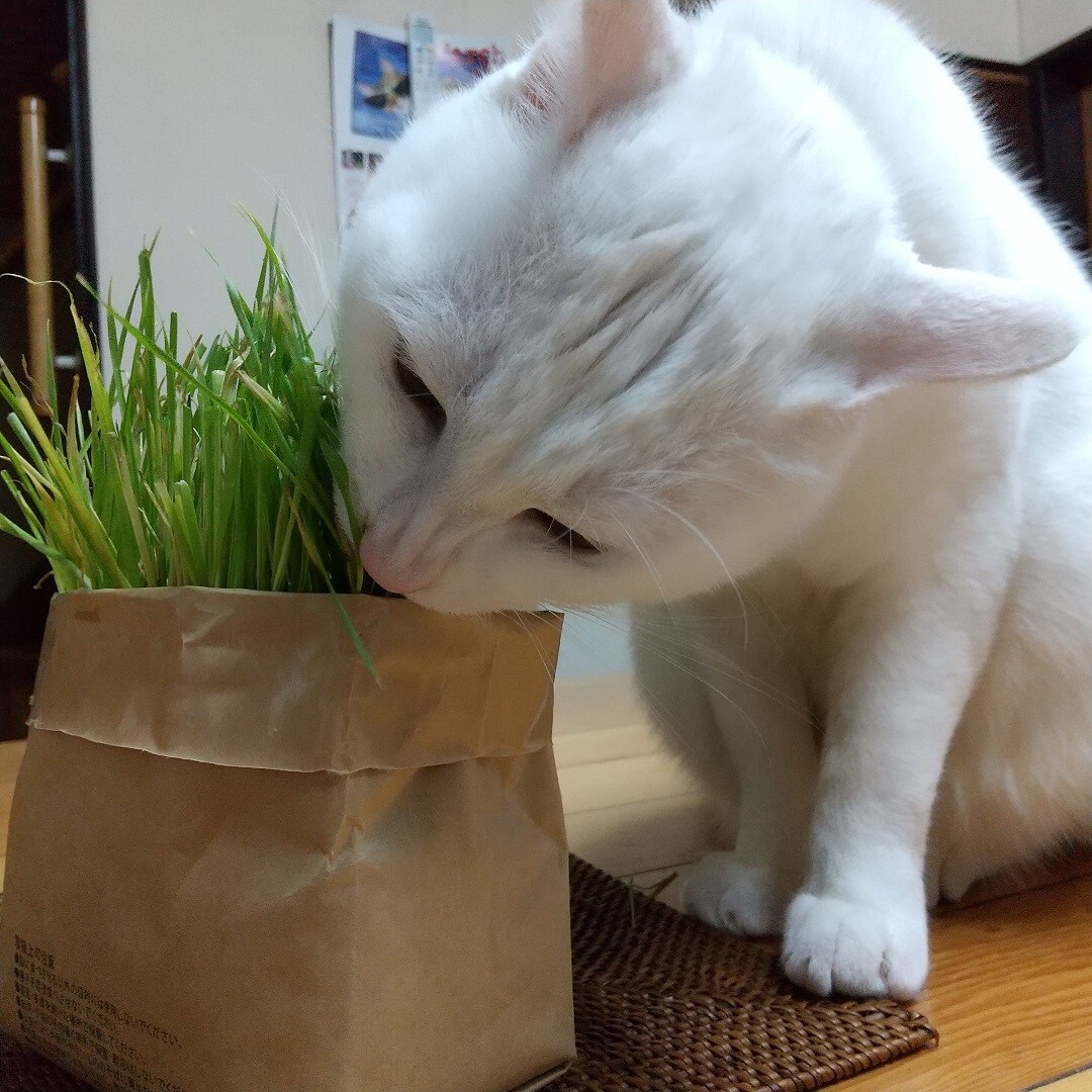 ねこ