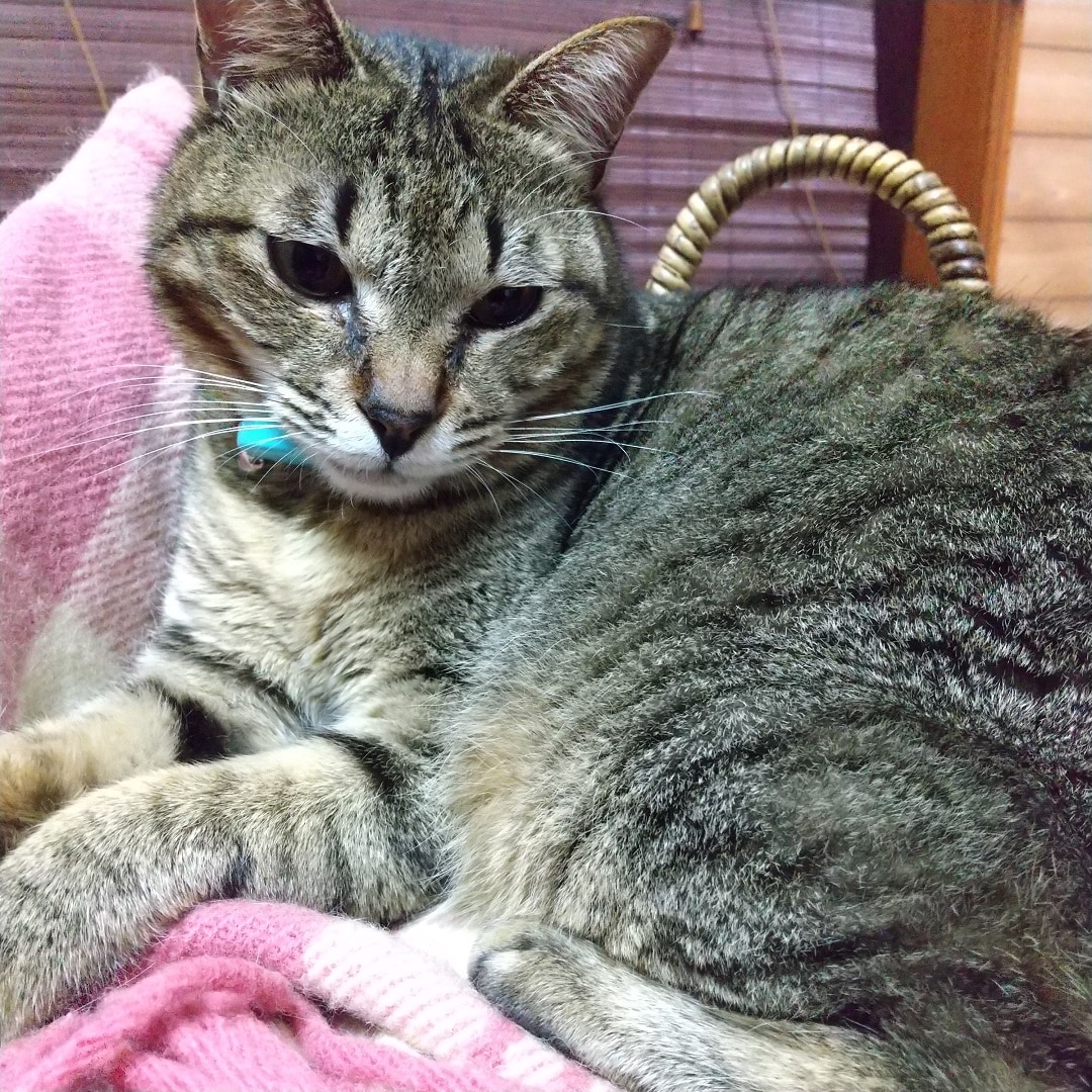 ねこ