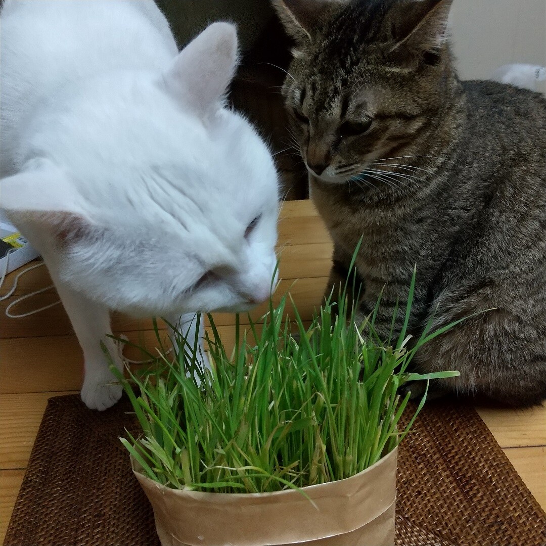 ねこ